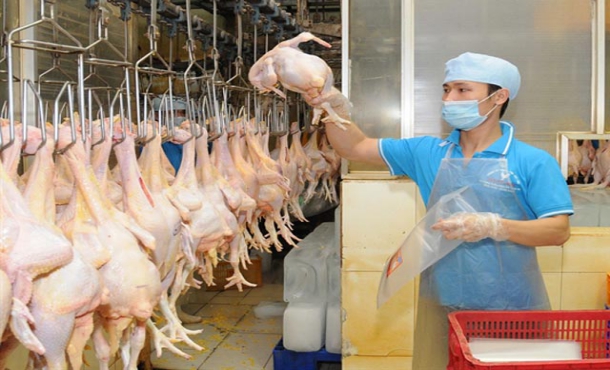 TB SỐ 33/TBDH-VLC ĐƠN HÀNG GIA CÔNG XỬ LÝ THỊT GÀ