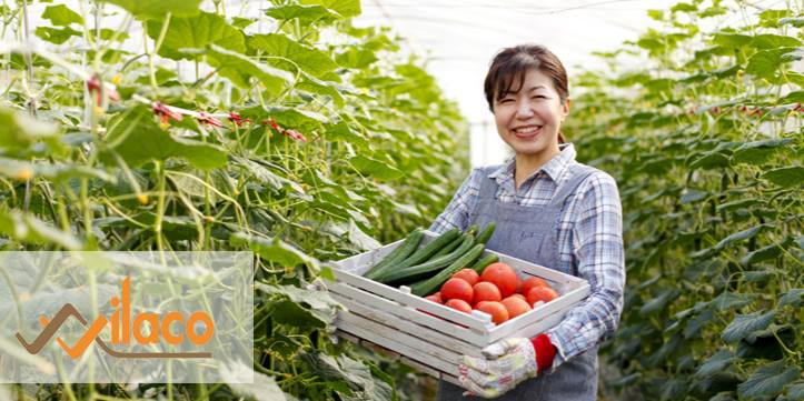 TBDH SỐ 222/TBTD-VLC: ĐƠN HÀNG NÔNG NGHIỆP ( TRỒNG VÀ THU HOẠCH DƯA CHUỘT, DÂU TÂY..)