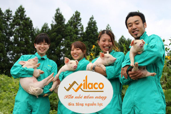 TBĐH SỐ 71/2023/TBTD-VLC: ĐƠN HÀNG NÔNG NGHIỆP CHĂN NUÔI ( CHĂN NUÔI LỢN)