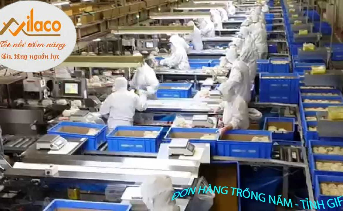 TB SỐ: 45/TBTD-VLC ĐƠN HÀNG NÔNG NGHIỆP ( TRỒNG NẤM)