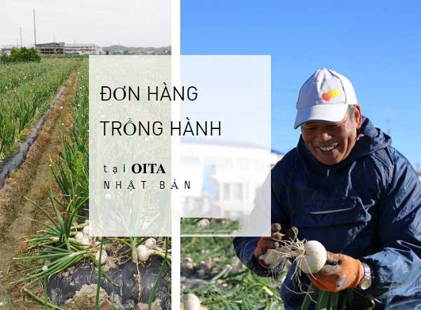 TB SỐ 120/TBTD-VLC ĐƠN HÀNG NÔNG NGHIỆP ( TRỒNG VÀ THU HOẠCH HÀNH)
