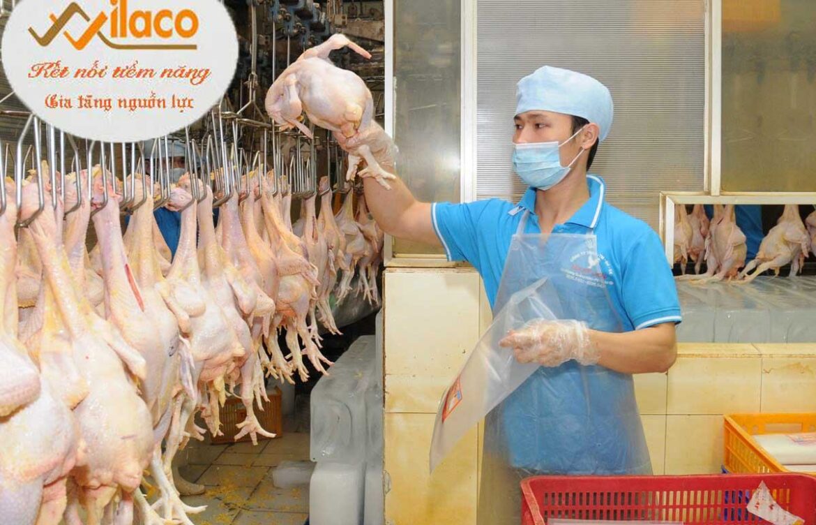 TB SỐ 103/TBTD-VLC ĐƠN HÀNG GIA CÔNG XỬ LÝ THỊT GÀ